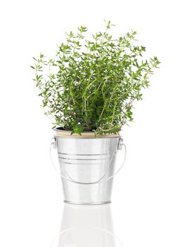 thyme herb plant growing in a distressed pewter pot, isolated over white background.
