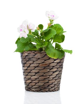 Royal Pelargonium - Geranium in pot, isolated on white background