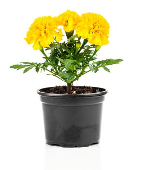 Marigold flower in pot on white background