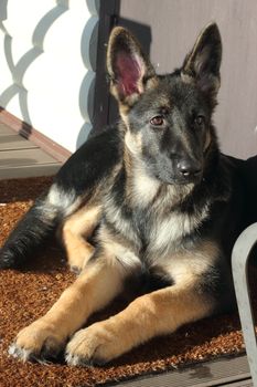 Beautiful German Shepherd puppy on brown terrace