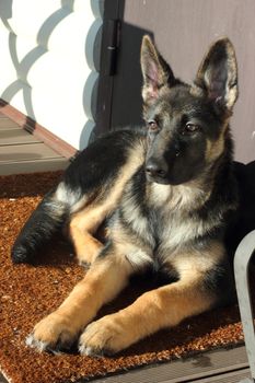 Beautiful German Shepherd puppy on brown terrace