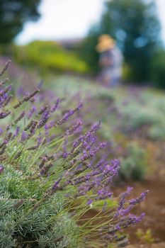 Gardener working on hillside harvesting lavender clippings