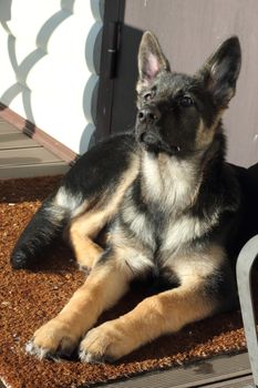 Beautiful German Shepherd puppy on brown terrace