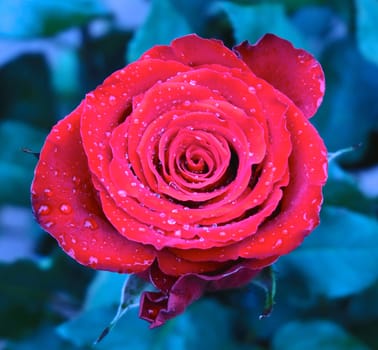 Red rose with droplets