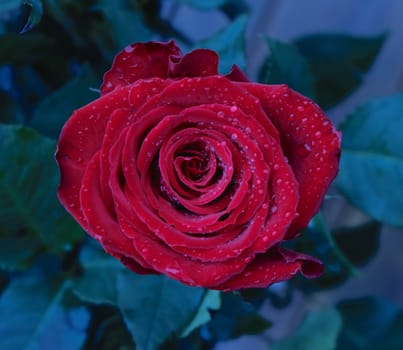 red rose with droplets