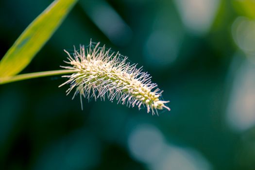 Setaria viridis is a species of grass known by many common names, including green foxtail, green bristlegrass, wild foxtail millet. It is sometimes considered a subspecies of Setaria italica.