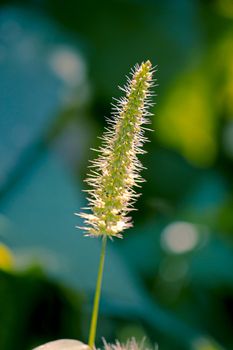 Setaria viridis is a species of grass known by many common names, including green foxtail, green bristlegrass, wild foxtail millet. It is sometimes considered a subspecies of Setaria italica.