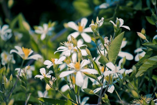 Deccan Clematis is an annual climber. Stems are velvet hairy. Leaves are either simple or trifoliate. Fragrant white flowers