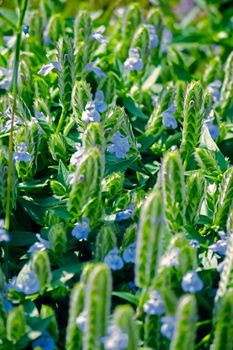 Comb Rungia is a small annual herb, abundantly found on rocky surfaces. The species name pectinata means comb-like, probably referring to the resemblance of the flower-spike to a comb.