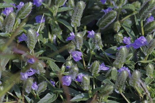 Comb Rungia is a small annual herb, abundantly found on rocky surfaces. The species name pectinata means comb-like, probably referring to the resemblance of the flower-spike to a comb.