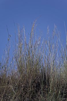 Thread Sprangletop is a tufted, ascending to erect annual grass. The stems are commonly jointed near base. Leaf sheaths have fine, bulbous-based hairs.