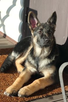 Beautiful German Shepherd puppy on brown terrace