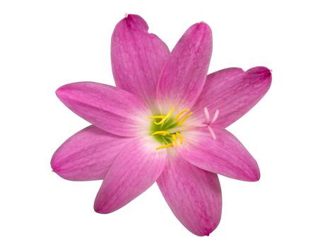 Zephyranthes Lily, Rain Lily ,Fairy Lily, Little Witches in Pink color isolated with clipping path