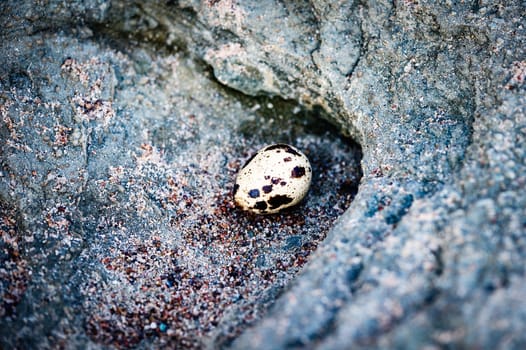 Egg on the textured stone surface