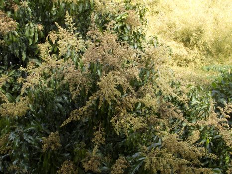 Mango flower on tree in garden