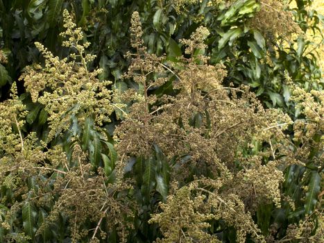 Mango flower on tree in garden