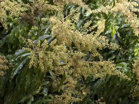 Mango flower on tree in garden