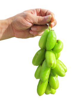 Bilimbi (Averhoa bilimbi Linn.) or cucumber fruits on humand hand isolated with clipping path