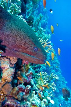 colorful coral reef with dangerous great moray eel at the bottom of tropical sea