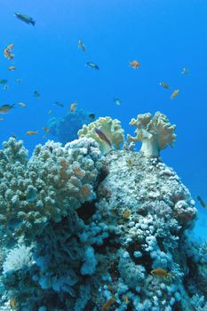 coral reef with soft and hard corals with exotic fishes anthias on the bottom of tropical sea  on blue water background