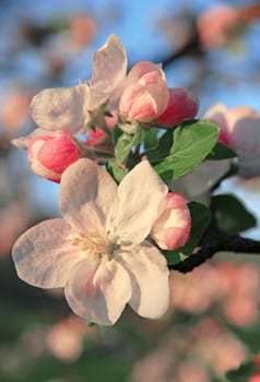 Apple blossoms in spring in the evening can use as background 