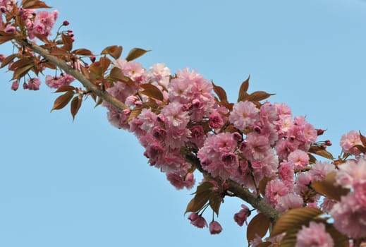 Long Branch with Pink Cherry Blossoms and a Blue Sky