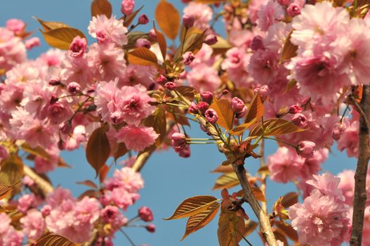 Lot of Young Pink Cherry Blossoms with a Blue Sky