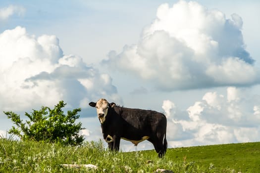 Cow grazing on a prairie field in the flint hills of Kansas.