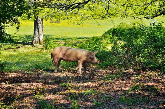 Pig in the thicket green bushes. Mountain forest, Italy