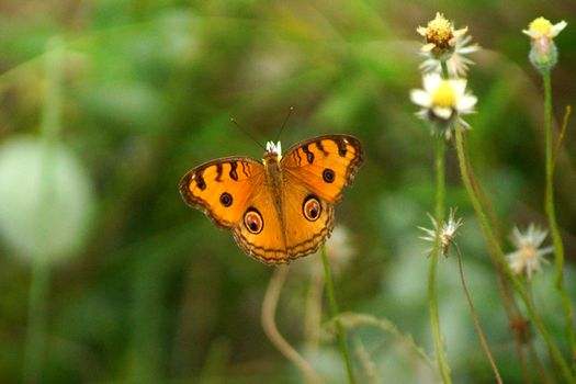 Orange butterfly over flower.