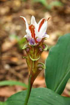 Flower in the forest " Siam Tulip" (Cercuma alismatifolia Gagnep)