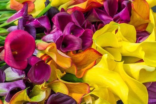 Multicolored calla lily flower, floral pattern, abstract background