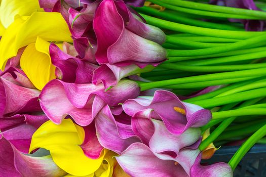 Multicolored calla lily flower, floral pattern, abstract background