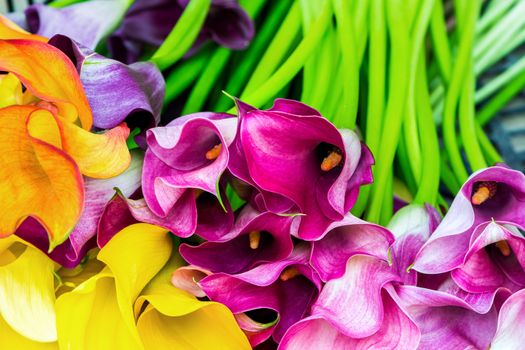 Multicolored calla lily flower, floral pattern, abstract background