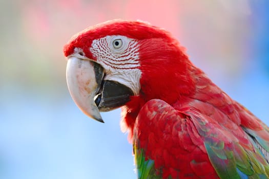 Beautiful parrot bird, Greenwinged Macaw in portrait profile