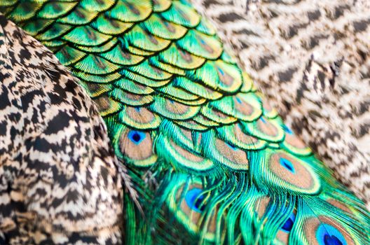 Colorful male Green Peacock feathers, texture abstract background