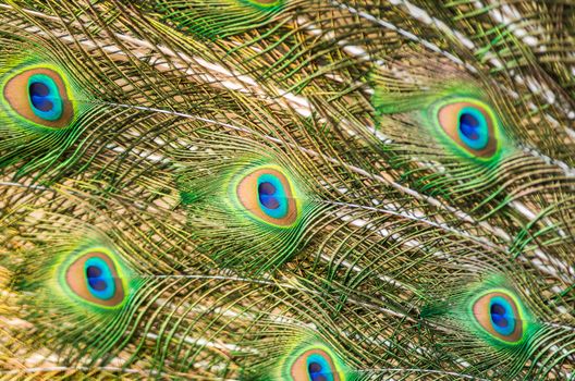 Colorful male Green Peacock feathers, texture abstract background
