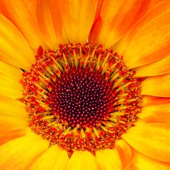 Closeup orange gerbera flower with soft focus floral background