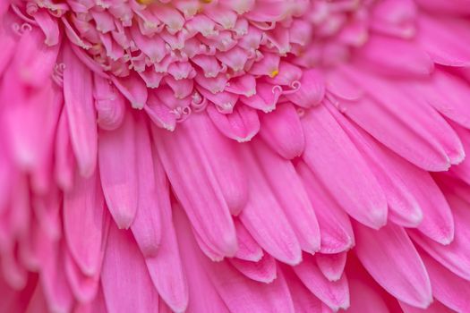 Closeup pink gerbera petal flower with soft focus floral background