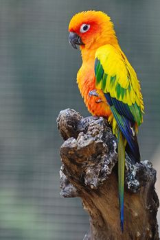 Colorful yellow parrot, Sun Conure (Aratinga solstitialis), standing on the log