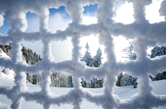 Pine forest covered in snow seen trough a frozen fence on winter season