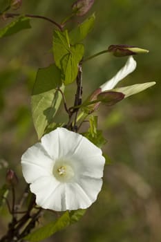 white developed bindweed (convolvulus) on background