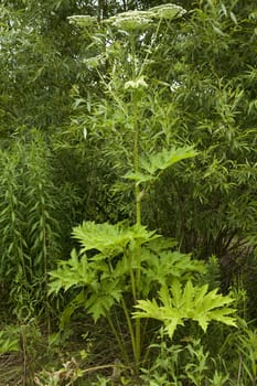 big poisonous flower (Heracleum) in forest