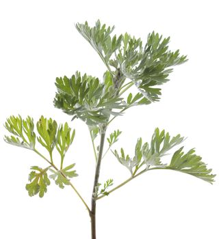 Fresh green wormwood (Artemisia absinthium) on white