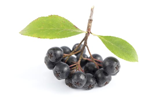 cluster ripe aronia (Aronia arbutifolia) on white background