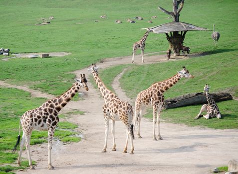 giraffes