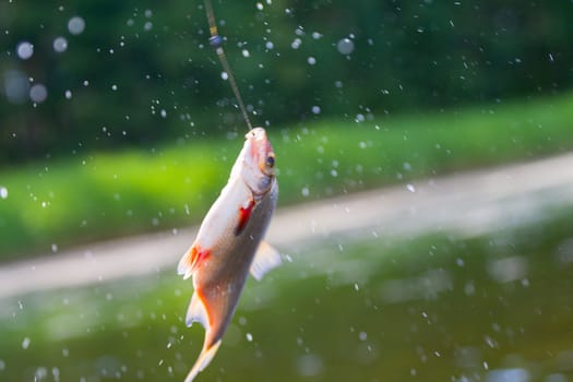 summer fishing bream in lake during day