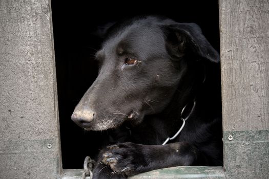 dog sitting in dog shack and is saddened