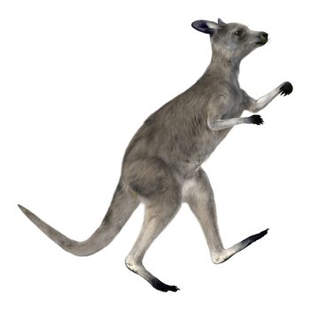 3D digital render of an Eastern grey kangaroo or Macropus giganteus or great grey kangaroo isolated on white background
