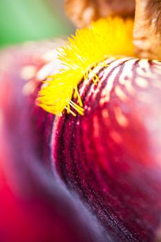 Close up of the beautiful iris flower.